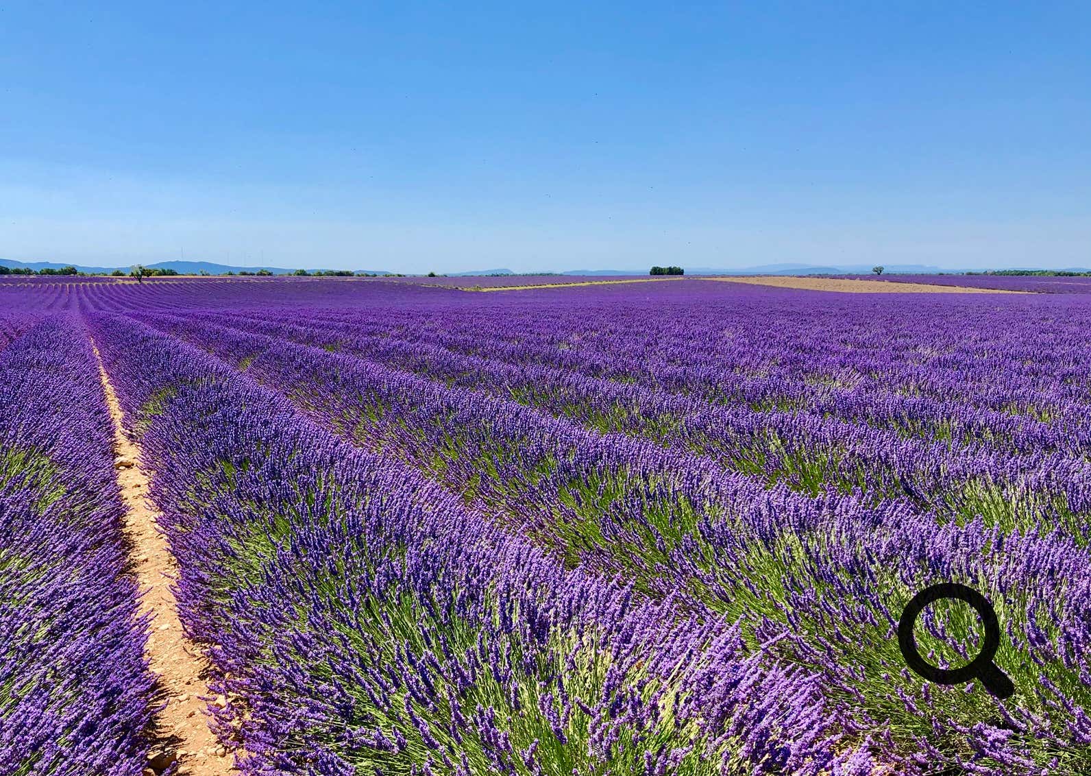 The Valensole Plateau, nestled in the heart of the Alpes-de-Haute-Provence, is one of the most iconic and photographed landscapes in the region. This vast plateau, covering nearly 800 km² and sitting at around 590 meters above sea level, is primarily dedicated to the cultivation of lavandin, wheat, almond trees, and truffles.