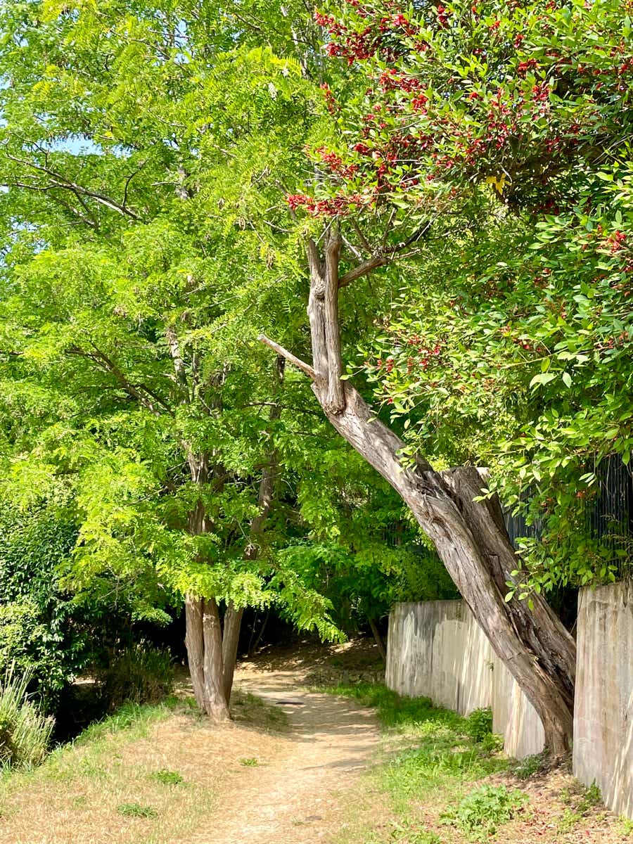 La balade du canal de la Siagne, sur les hauteurs du Cannet jusqu’à Cannes, est un parcours d’environ 1h30 à 2h, long de 3 à 7 km selon l’itinéraire choisi et accessible toute l’année.  Vous partez du vieux Cannet (rue des Prés, rue Saint‑Sauveur), grimpez via des escaliers et le chemin rural pour atteindre le sentier du canal, aujourd’hui couvert, mais bordé de végétation méditerranéenne comme eucalyptus, mimosas et chênes‑lièges. 