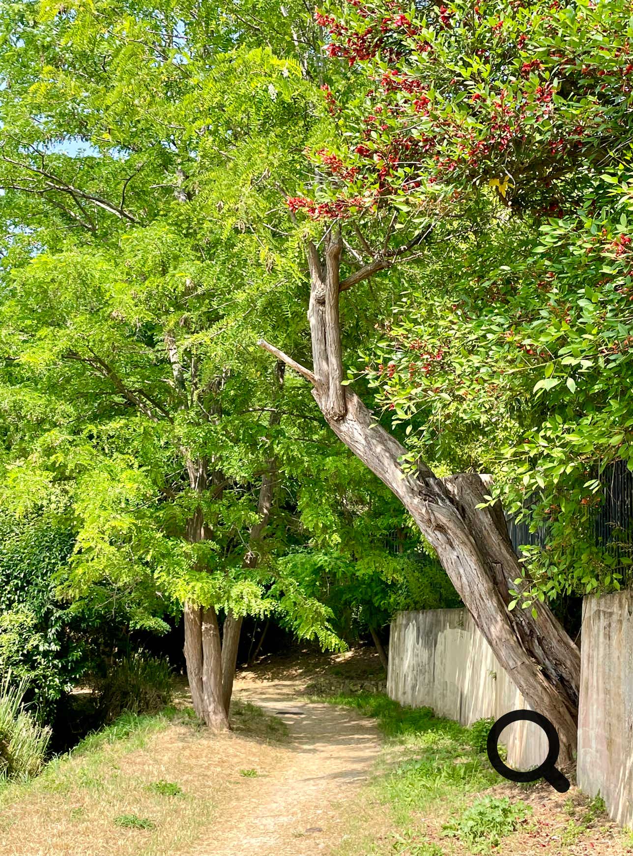 Une agréable promenade d’environ 1h30 vous emmène à la découverte du Canal de la Siagne. Tout le long de la promenade vous aurez une magnifique vue sur la baie de Cannes, les collines de Mougins et de Grasse.