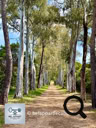 Île de Sainte-Marguerite - L'allée des Eucalyptus