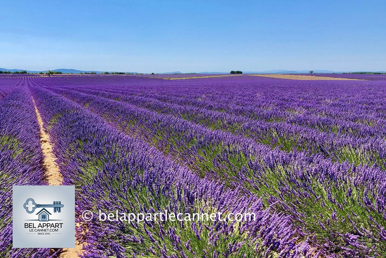 Situé dans la commune de Montauroux  dans le département du Var au cœur du Pays de Fayence, ce lac de barrage de 420 hectares, long de 7 km et large de 3,5 km se situe à 147 mètres d’altitude.  Le cadre est exceptionnel : des eaux calmes entourées de forêts de pins et de chênes, une atmosphère paisible, et un panorama qui change à chaque heure du jour.